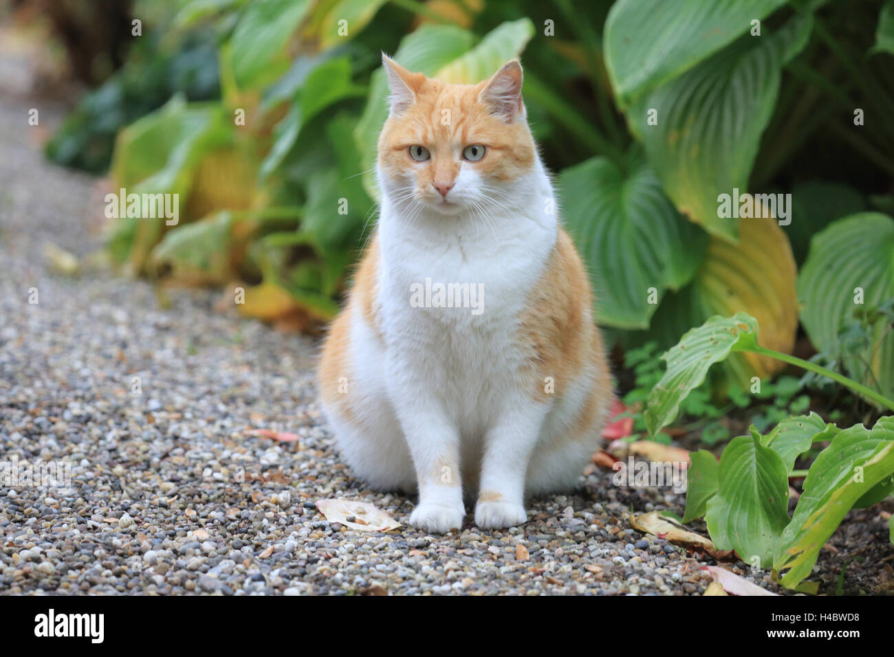 Gatto di casa Felis silvestris catus Foto Stock