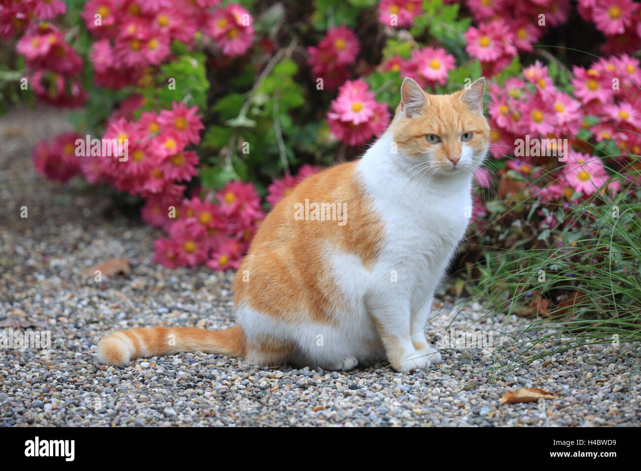 Gatto di casa Felis silvestris catus Foto Stock