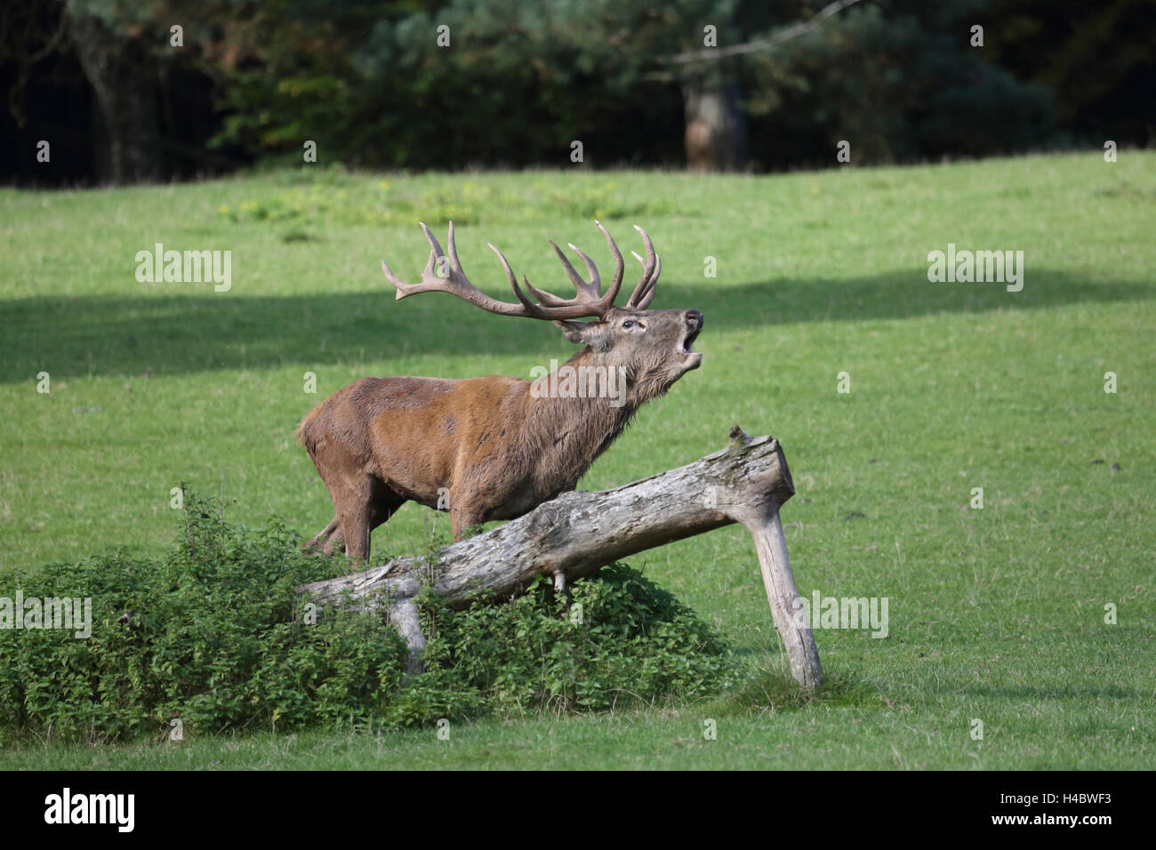 Red Deer bicchieratura, Cervus elaphus Foto Stock