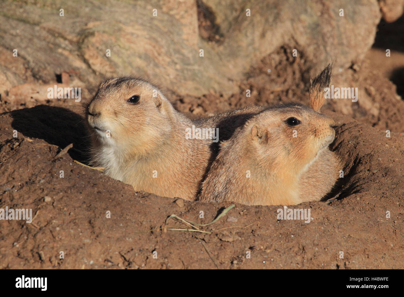 Nero-tailed cani della prateria, Cynomys ludovicianus Foto Stock