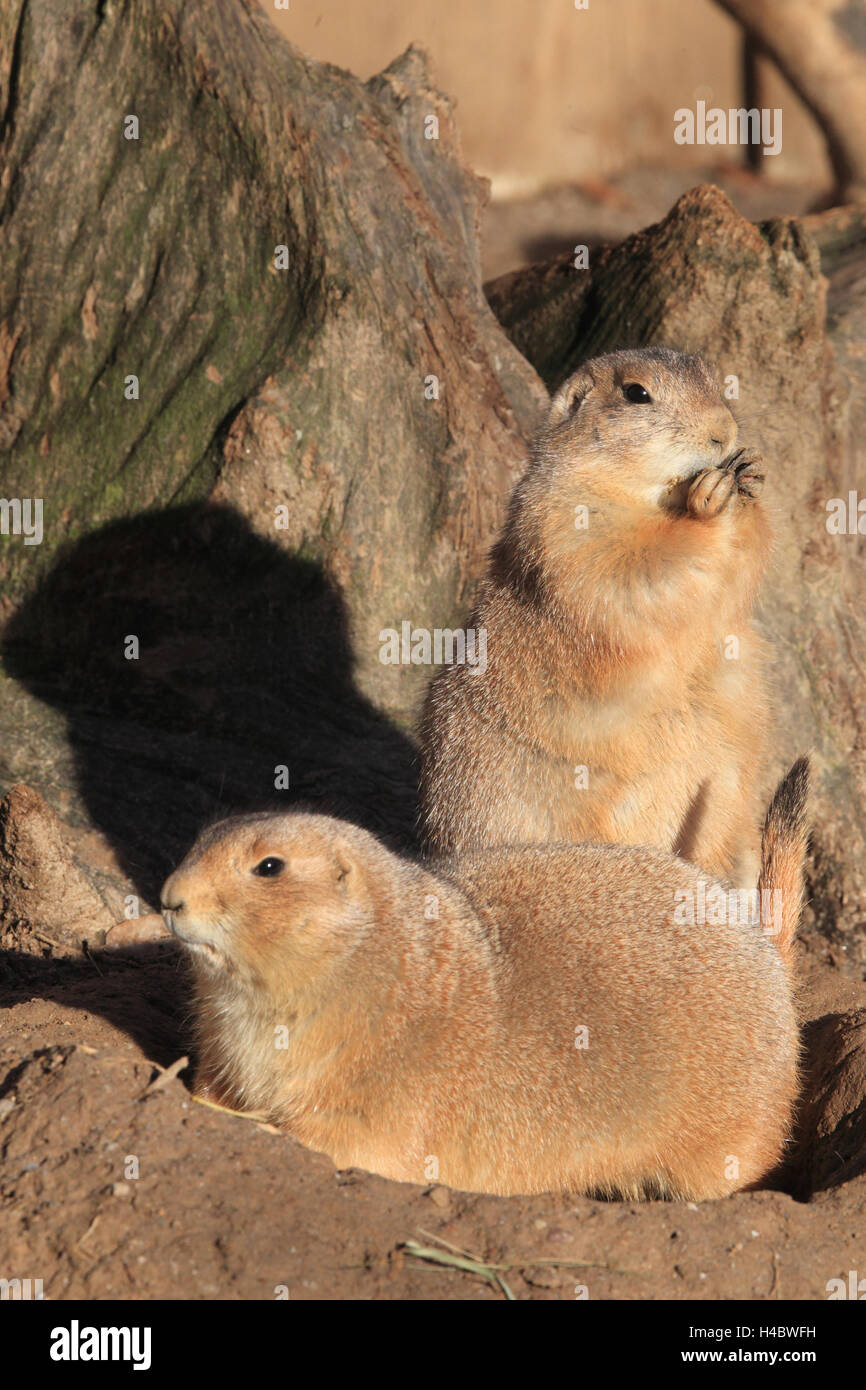 Nero-tailed cani della prateria, Cynomys ludovicianus Foto Stock