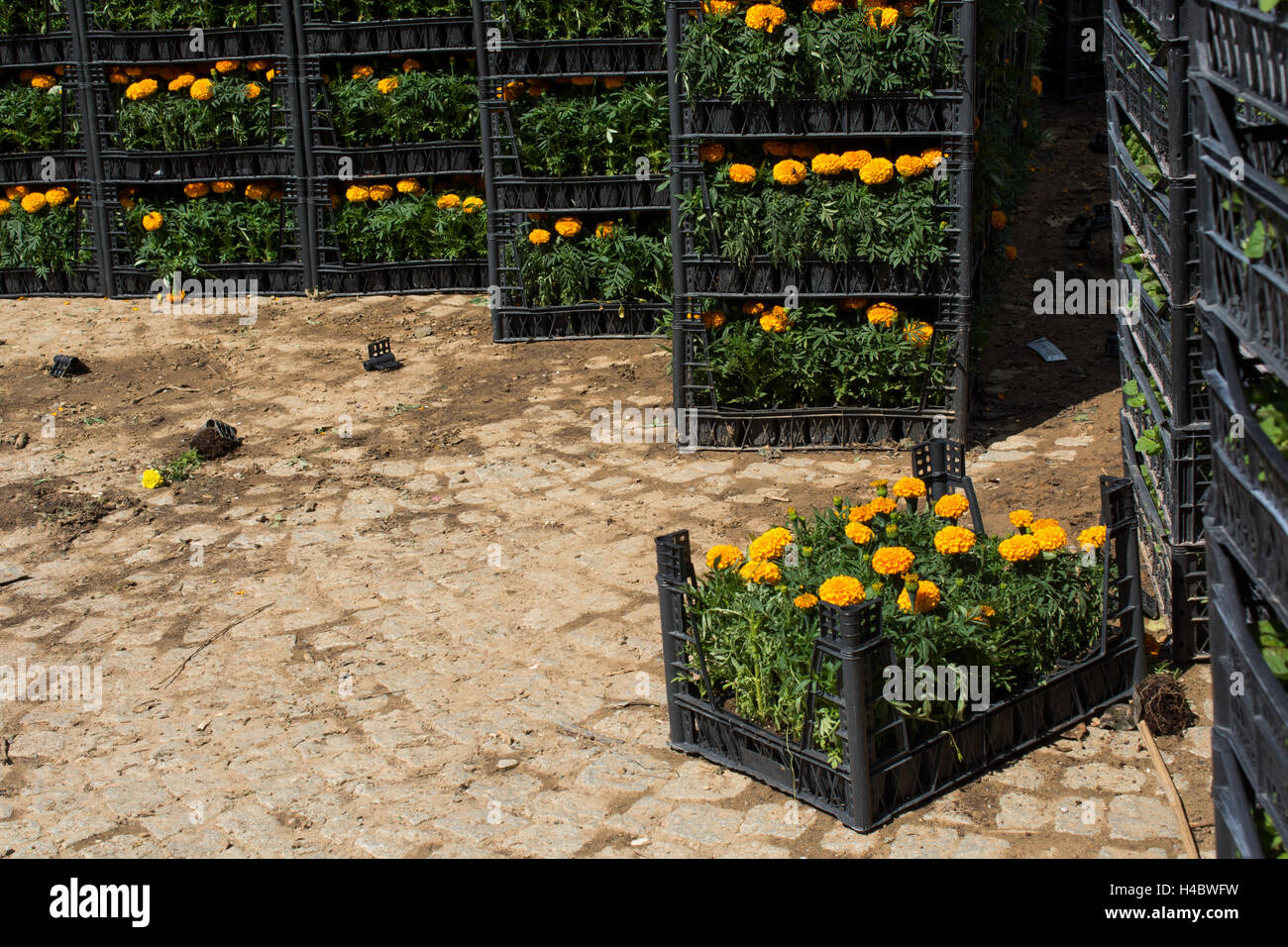 Carico di colore giallo Calendula fiori in casi di nero Foto Stock