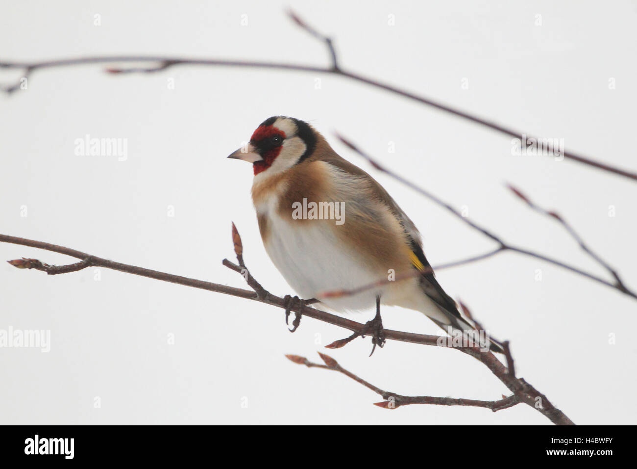 Cardellino appollaiate sul ramo, inverno, Carduelis carduelis Foto Stock