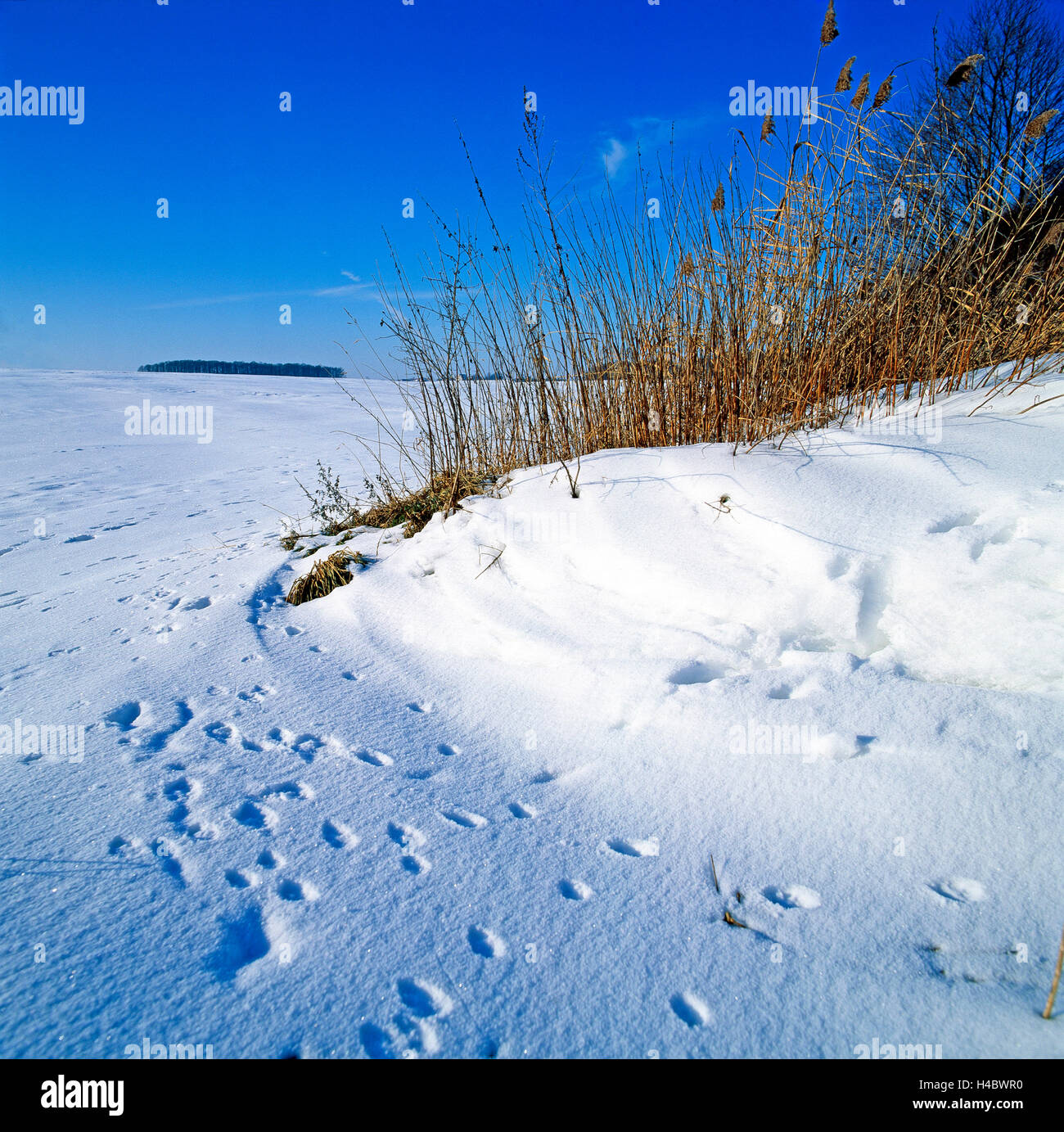 Gioco tracce, le tracce degli animali, molti, fox tracce, capriolo, cinghiale, nella fresca nevicata, paesaggio innevato, tra il campo e la foresta, inverno Foto Stock