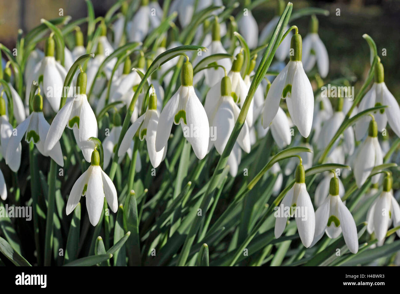 Bucaneve, Galanthus nivalis, fioritura, prespring prato, giardino Foto Stock