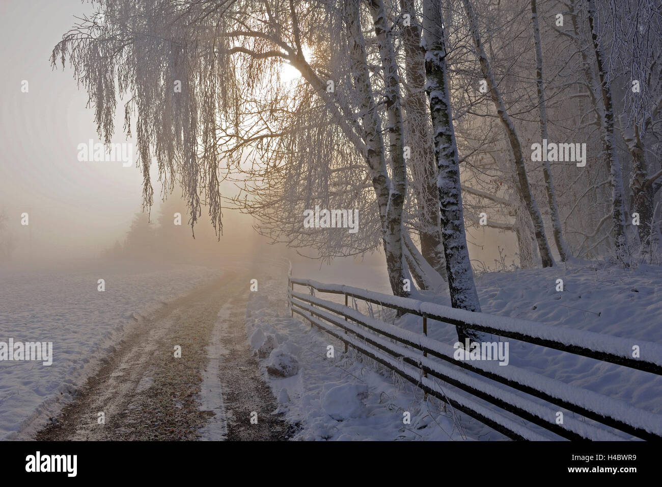 Inverno, country road, paddock, frost alberi coperti, nebbia mattutina, romantico, Foto Stock