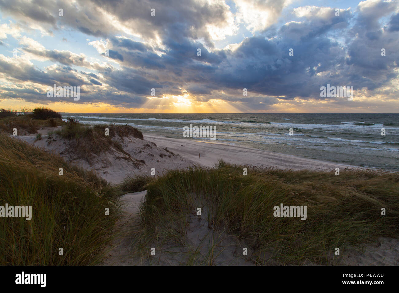 West Beach sul Darß, naturale selvatica romantica, la Pomerania occidentale Area Laguna National Park, Meclemburgo-Pomerania, Germania Foto Stock