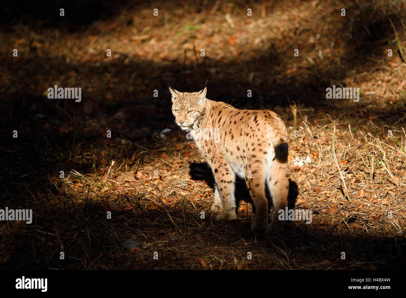 Eurasian, Lynx Lynx lynx, bordo della foresta, vista laterale, in piedi Foto Stock