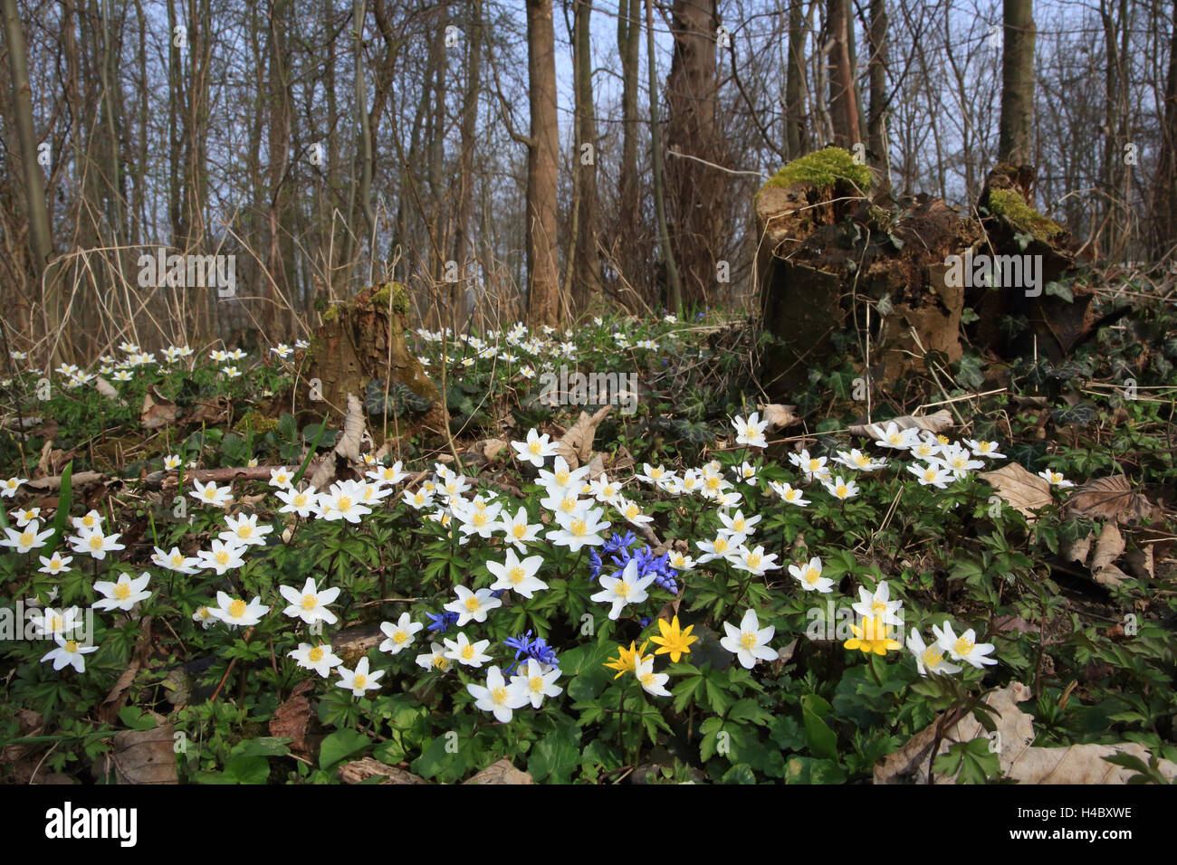Rriparian foresta con legno o anemone windflower, Anemone nemorosa , Foto Stock