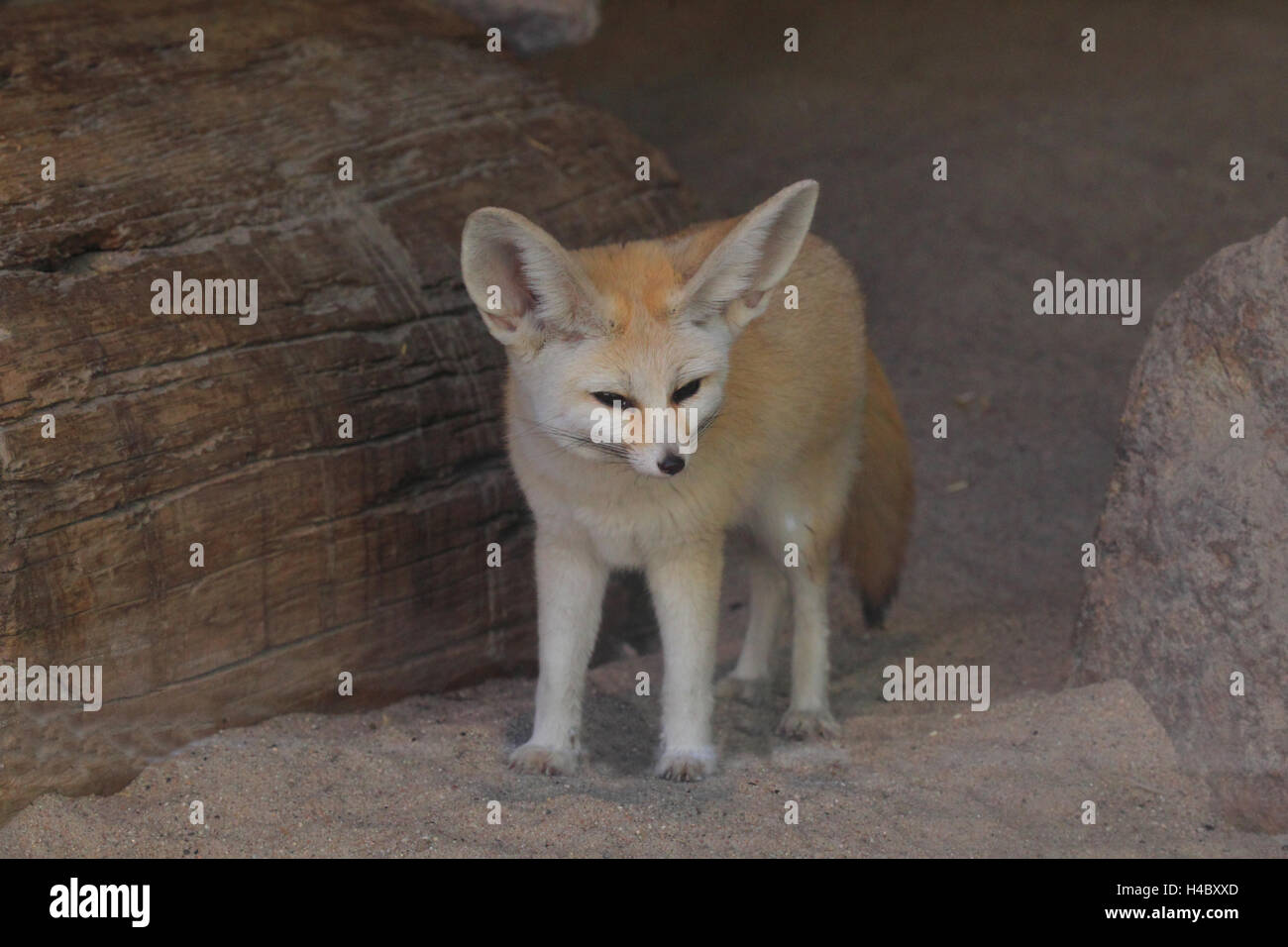 Fennec, desert fox, Fulpes zerda Foto Stock