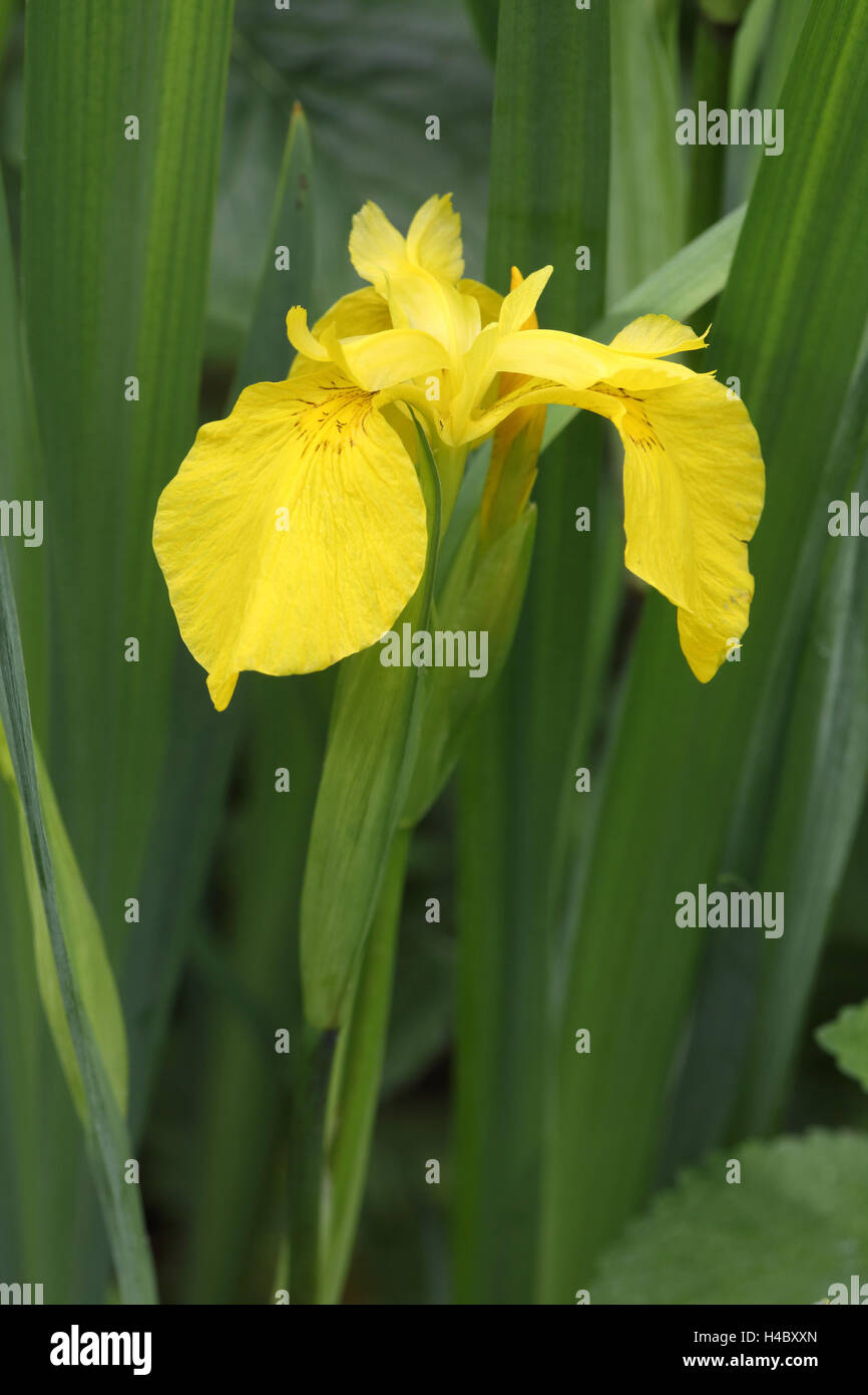 Iris gialla, Bandiera, Iris Iris pseudacorus Foto Stock