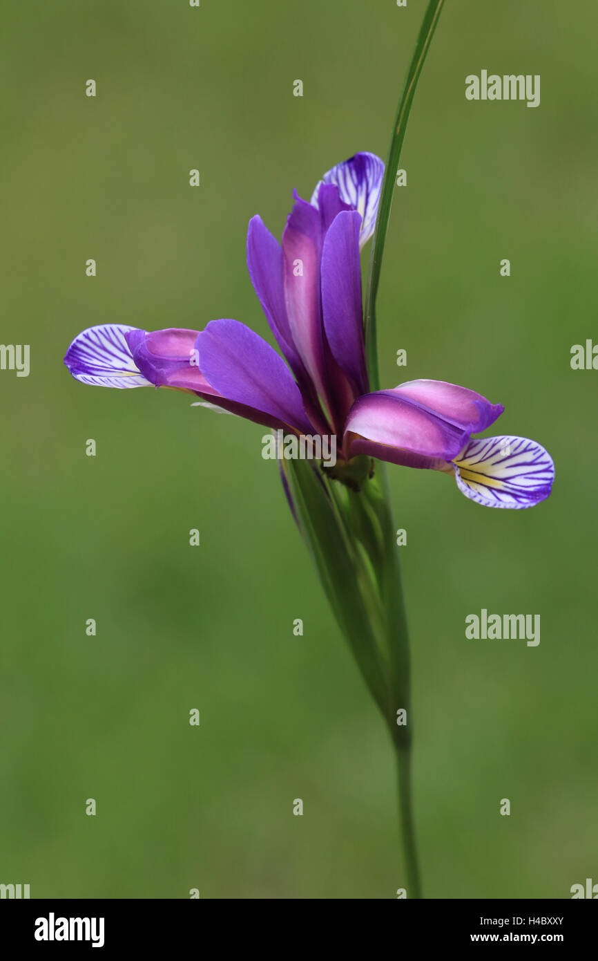 Erba-lasciava bandiera graminea Iris Foto Stock