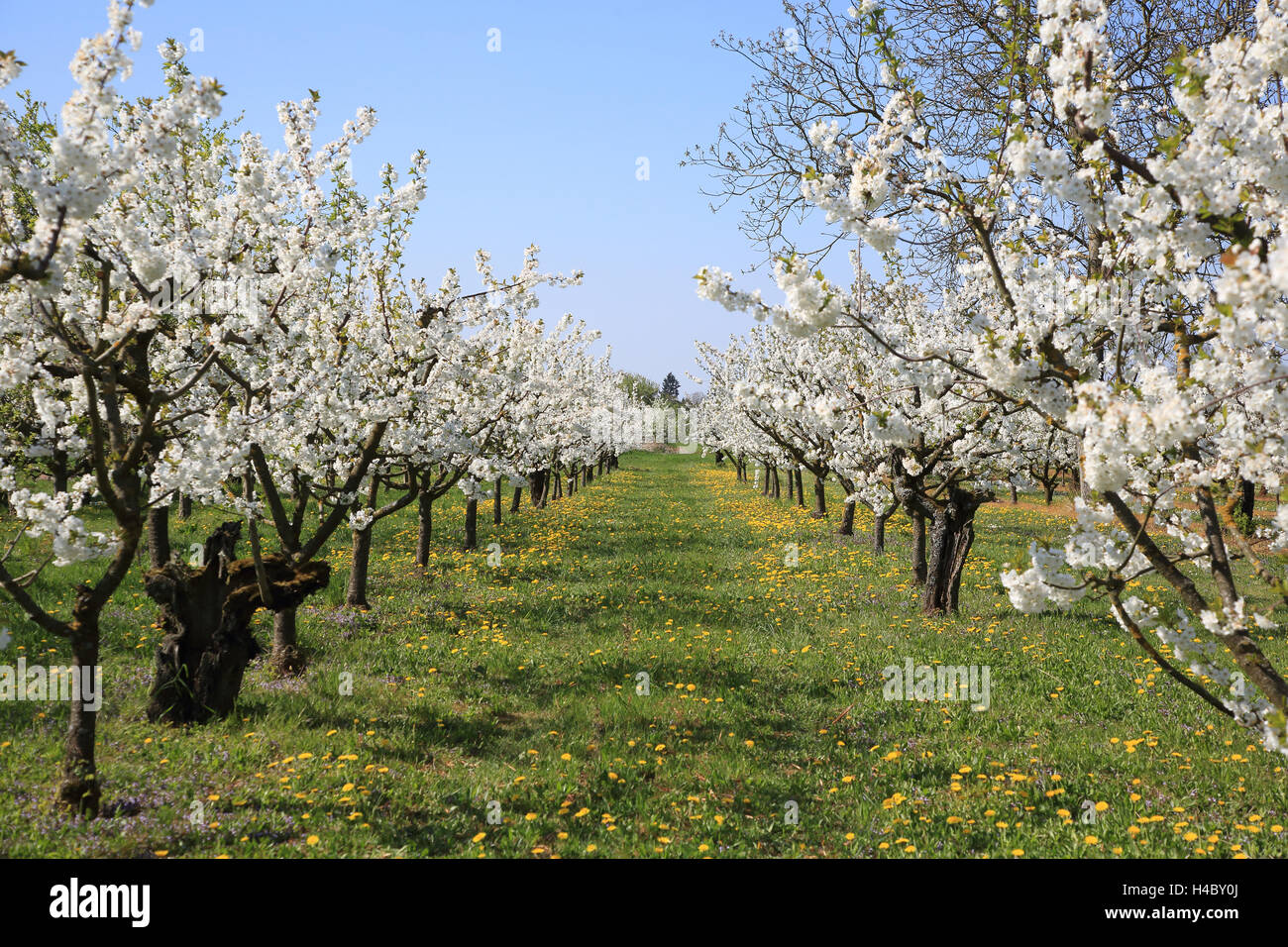 Cherry Tree avenue fioritura Prunus avium Foto Stock