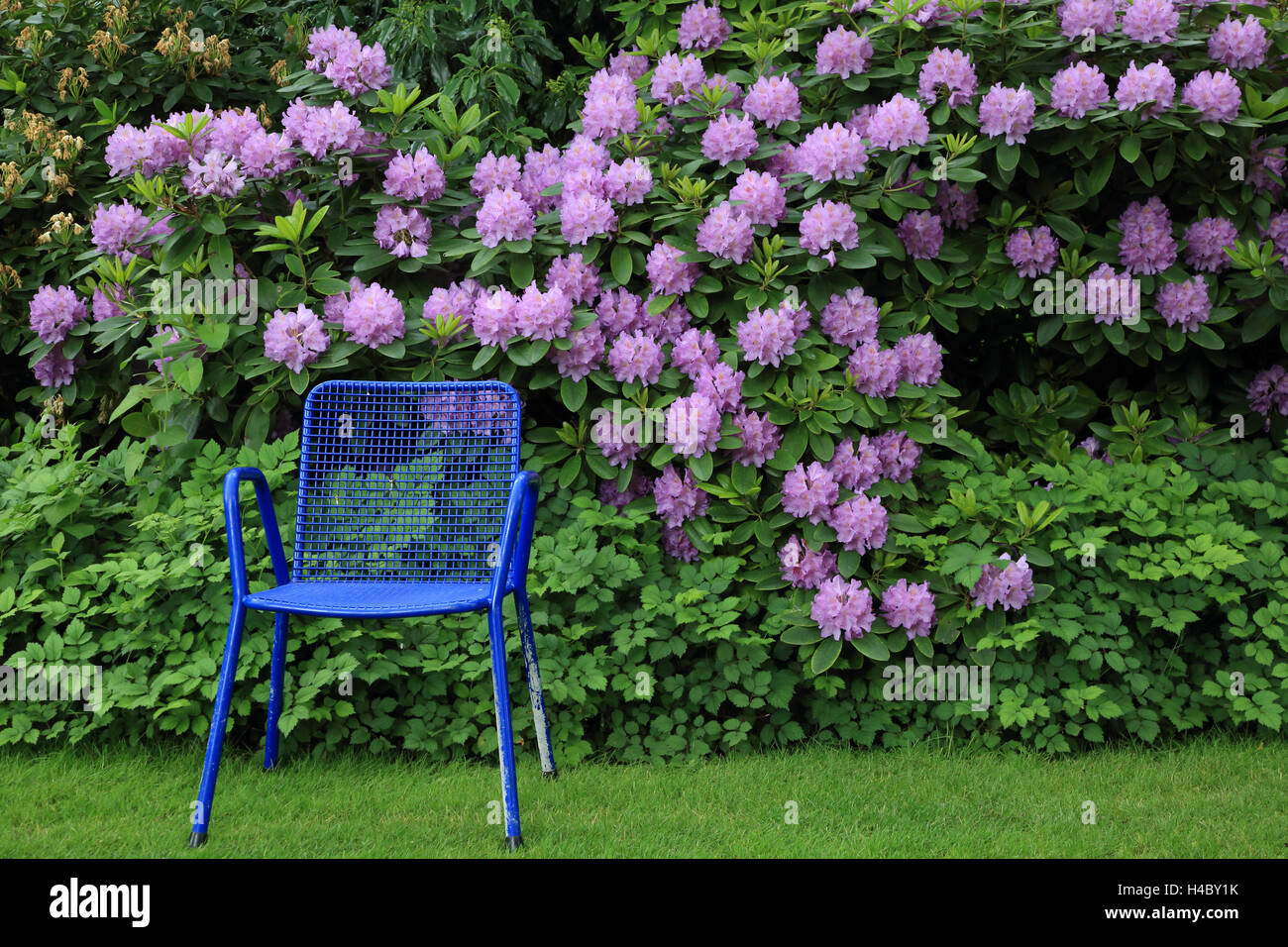 Rhododendron con sedia blu Foto Stock