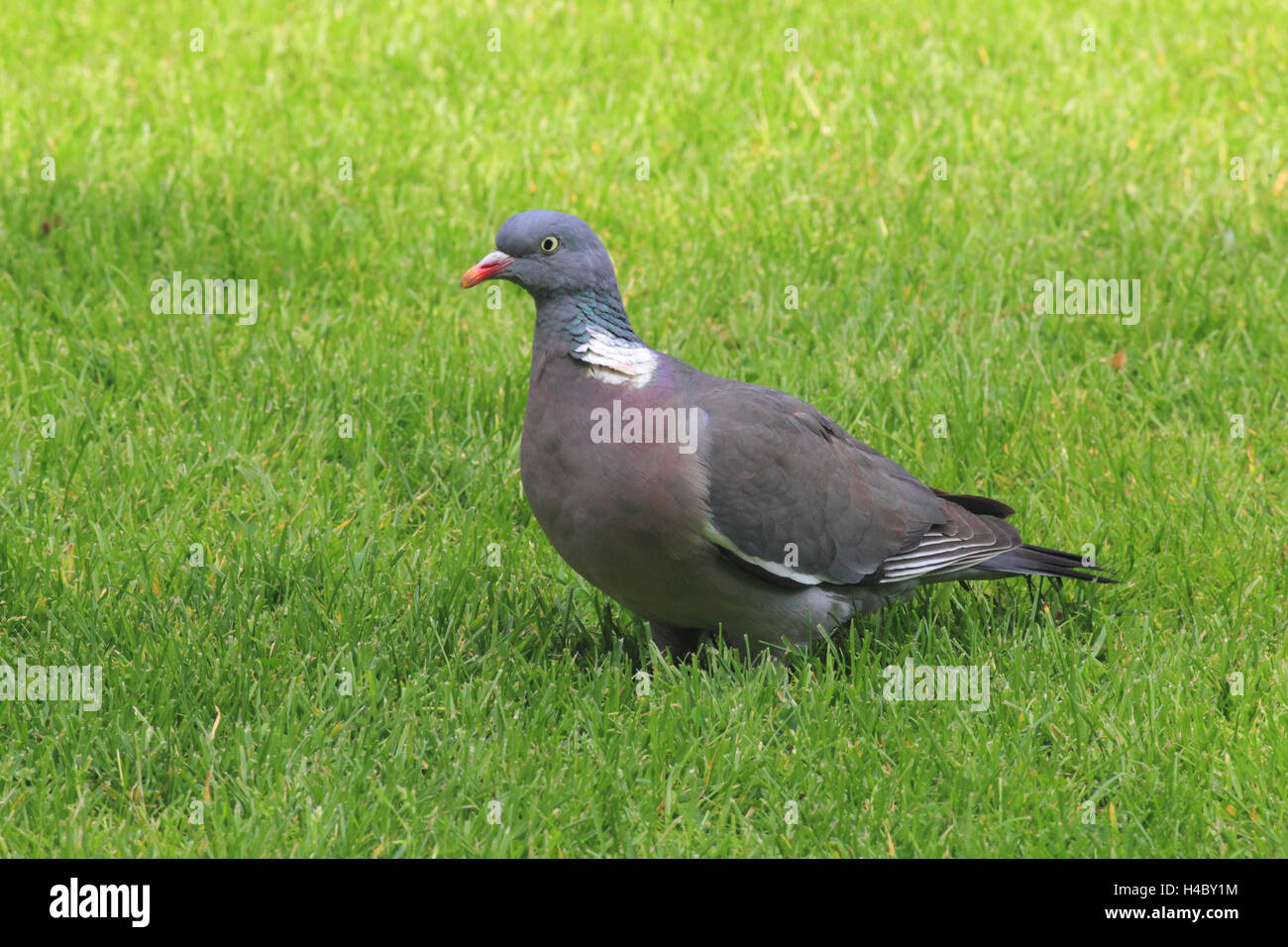 Comune piccione di legno in piedi su un prato Columba palumbus Foto Stock