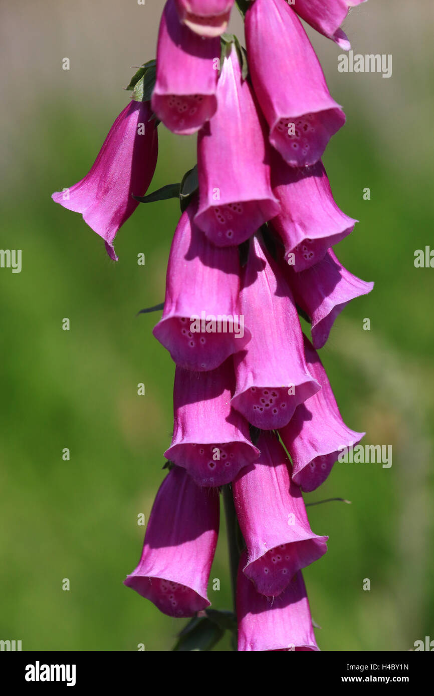Foxglove viola, Digitalis purpurea Foto Stock