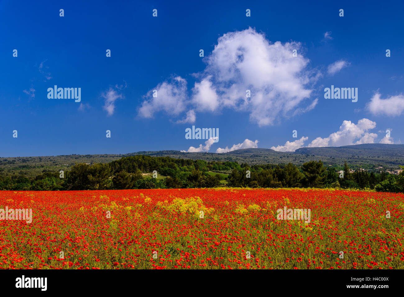 Francia, Provenza, Vaucluse, Roussillon, papavero campo contro Monts de Vaucluse Foto Stock