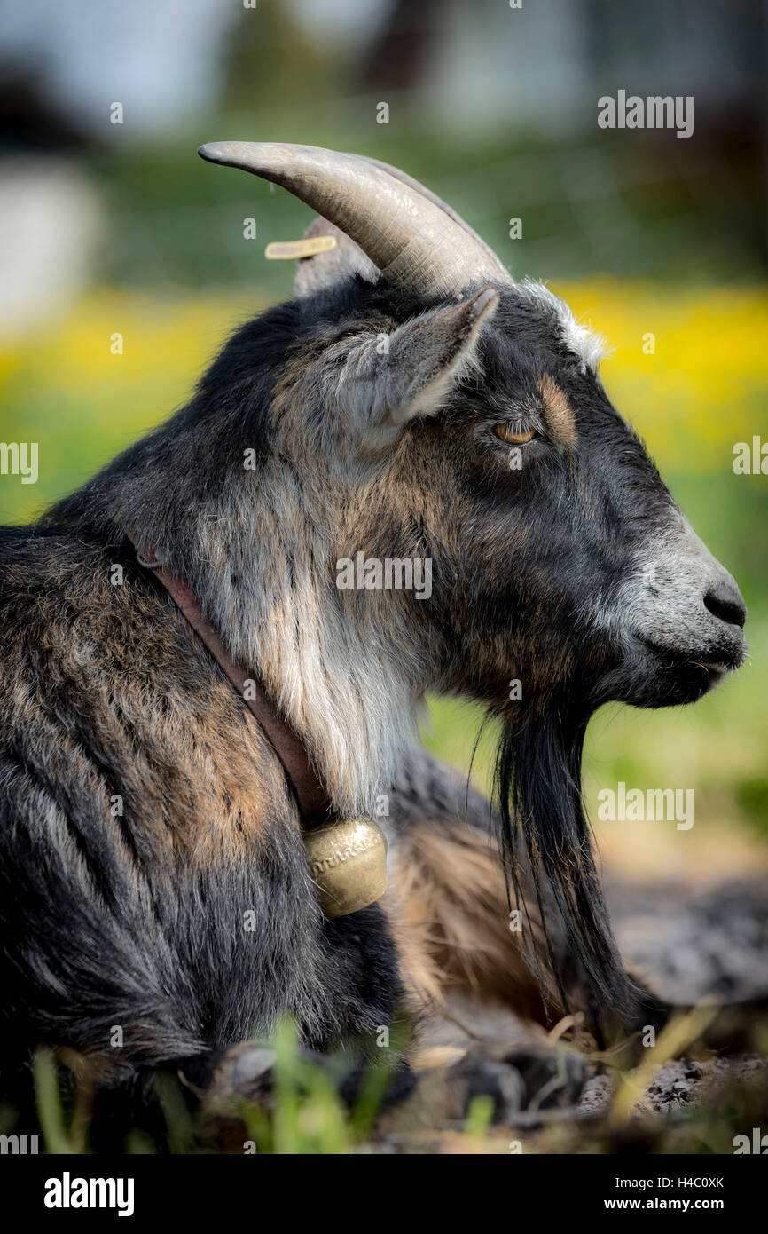 Capra, capra nana, molla Foto Stock