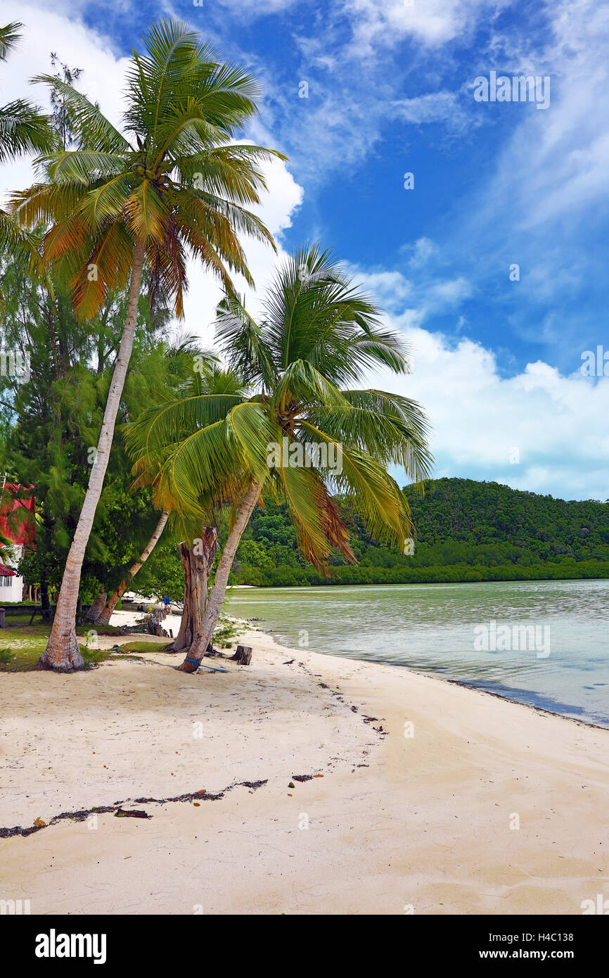 Alberi di palma su una spiaggia sabbiosa tropicale, carpa Isola, Repubblica di Palau, Micronesia, Oceano Pacifico Foto Stock