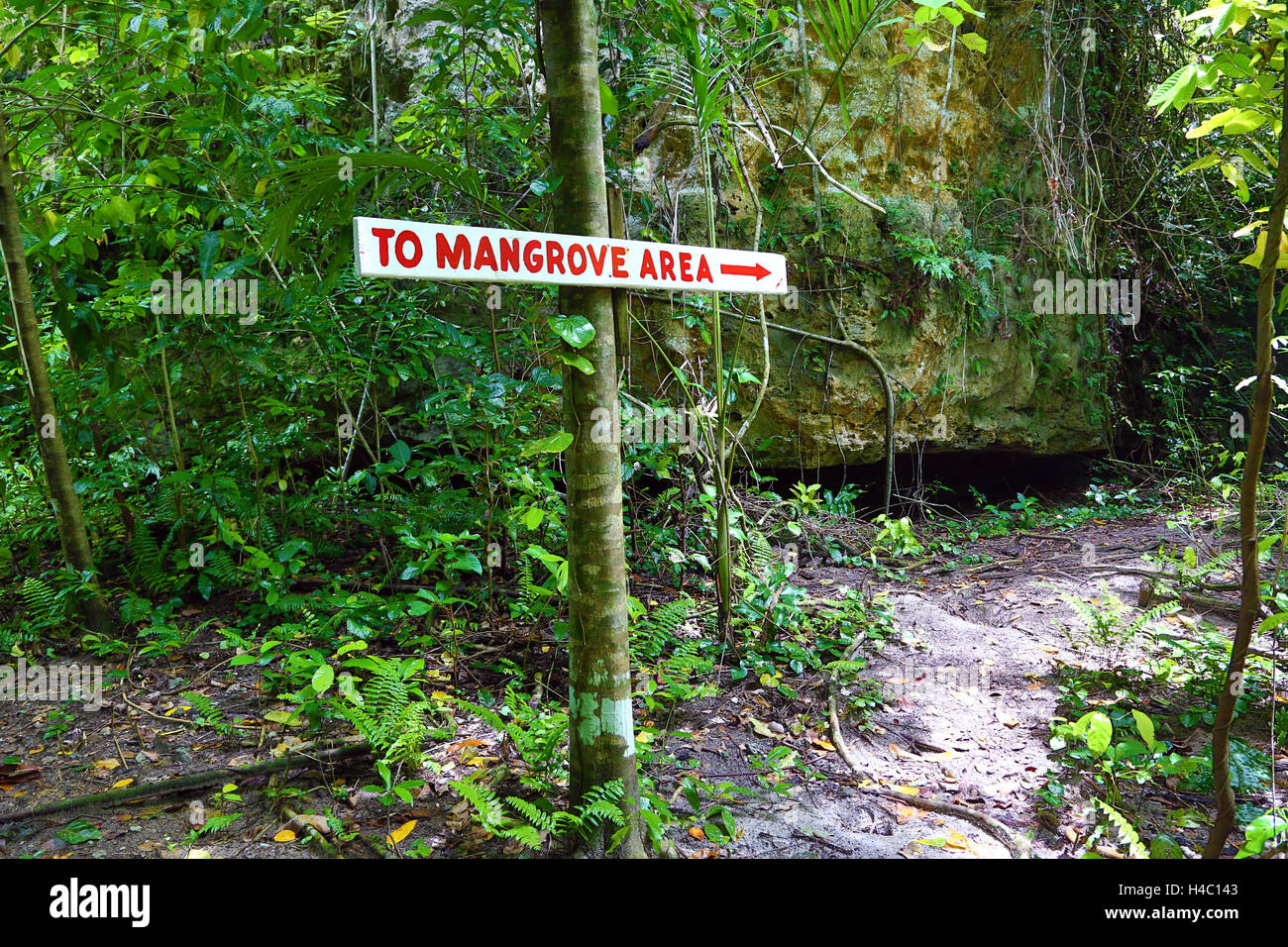 Sentiero forestale attraverso la vegetazione tropicale, carpa Isola, Repubblica di Palau, Micronesia, Oceano Pacifico Foto Stock