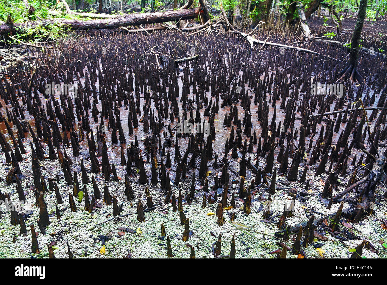 Palude di mangrovie, carpa Isola, Repubblica di Palau, Micronesia, Oceano Pacifico Foto Stock