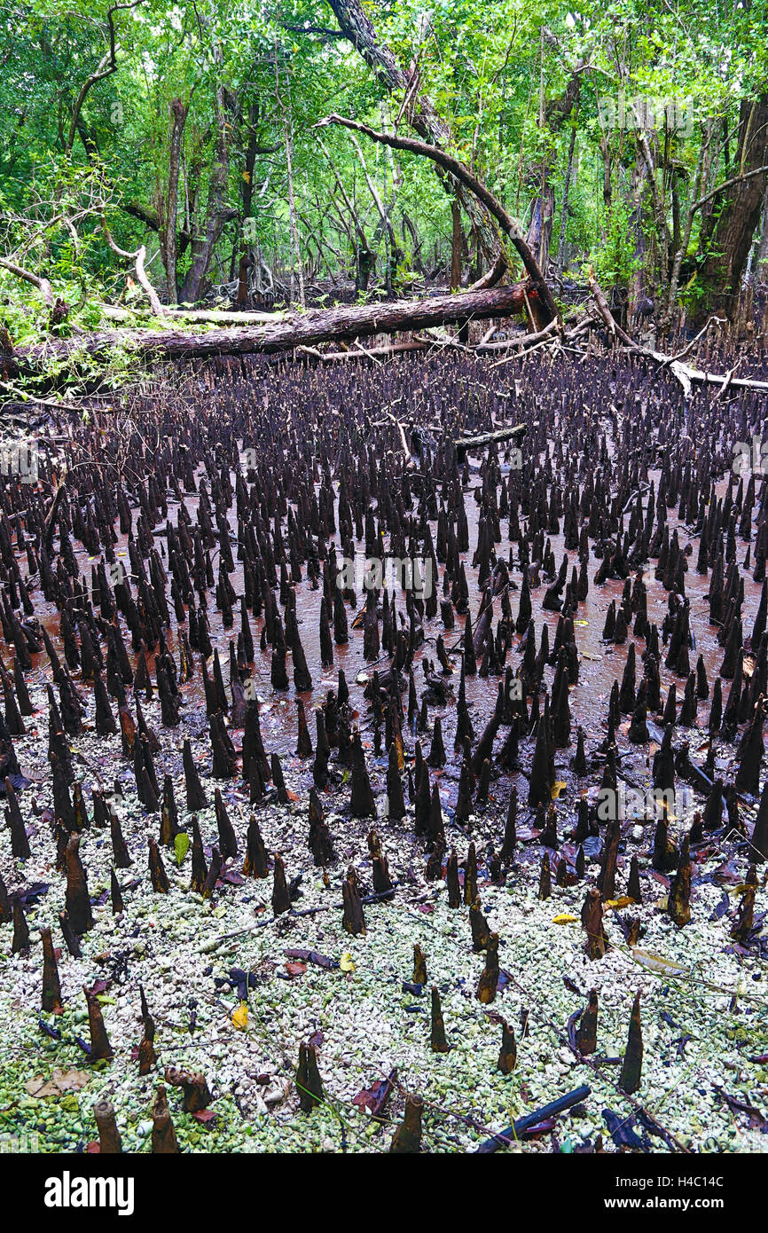 Palude di mangrovie, carpa Isola, Repubblica di Palau, Micronesia, Oceano Pacifico Foto Stock