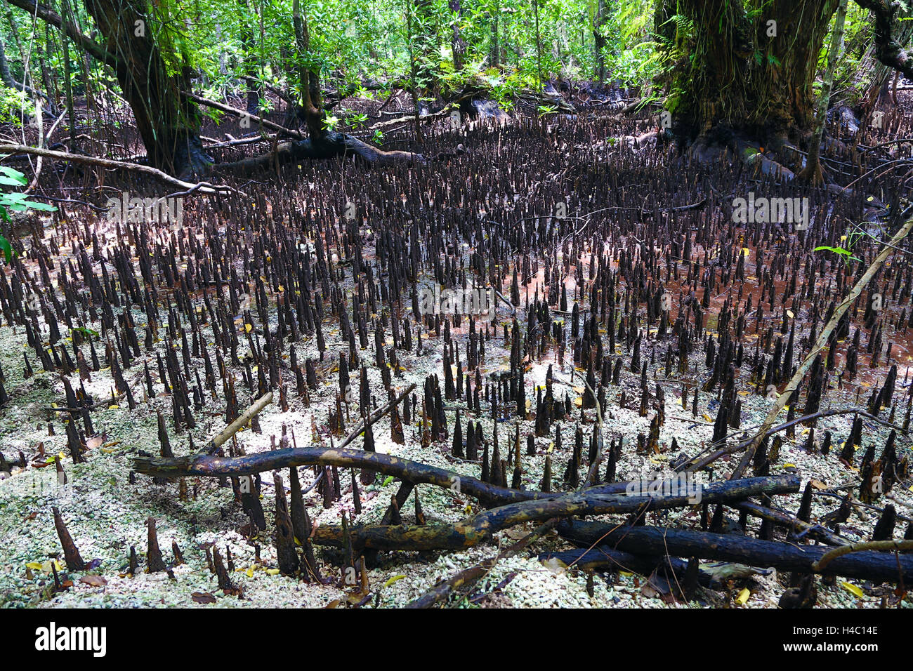 Palude di mangrovie, carpa Isola, Repubblica di Palau, Micronesia, Oceano Pacifico Foto Stock