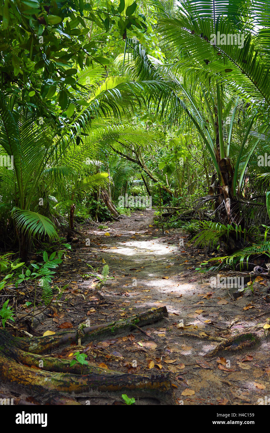 Sentiero forestale attraverso la vegetazione tropicale, carpa Isola, Repubblica di Palau, Micronesia, Oceano Pacifico Foto Stock
