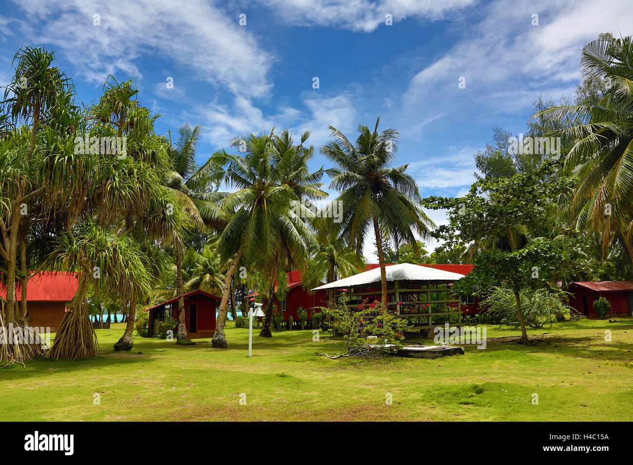 Palme presso il Carp Island Resort, carpa Isola, Repubblica di Palau, Micronesia, Oceano Pacifico Foto Stock