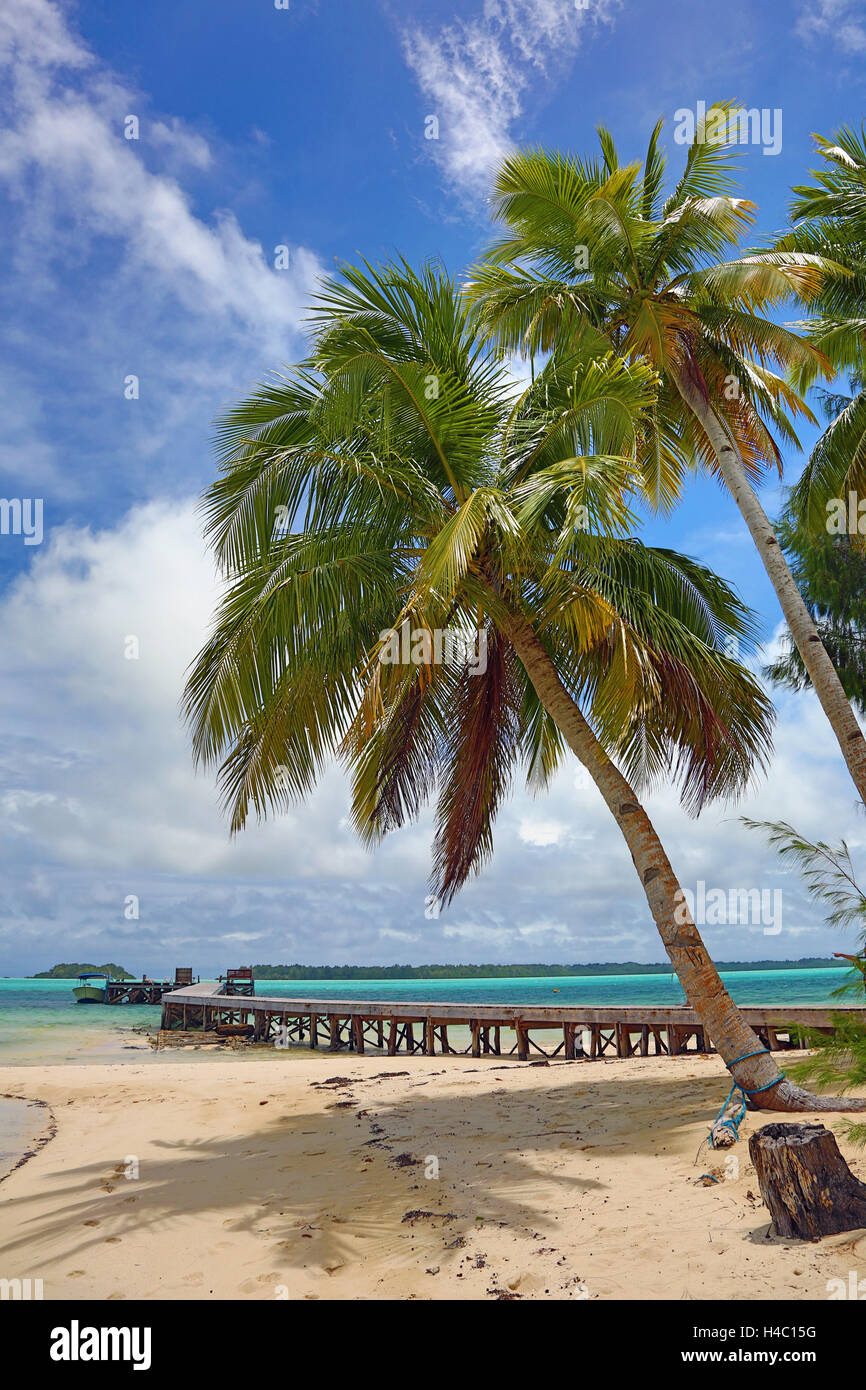 Alberi di palma su una spiaggia sabbiosa tropicale, carpa Isola, Repubblica di Palau, Micronesia, Oceano Pacifico Foto Stock