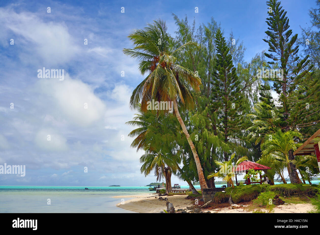 Alberi di palma su una spiaggia sabbiosa tropicale, carpa Isola, Repubblica di Palau, Micronesia, Oceano Pacifico Foto Stock