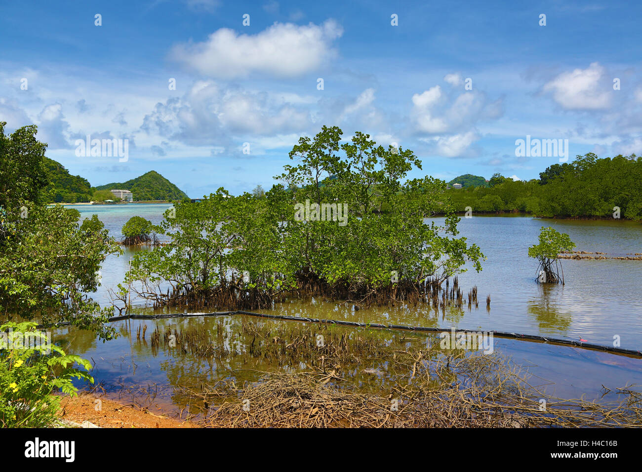 Palude di mangrovie in Koror, Koror Island, Repubblica di Palau, Micronesia, Oceano Pacifico Foto Stock