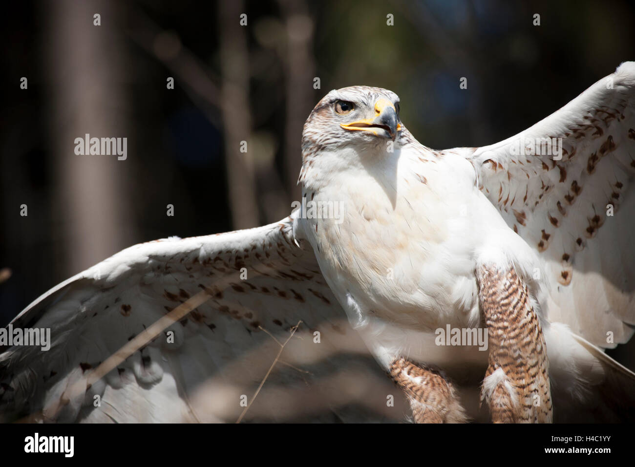 Falco ferruginosa con ali aperte Foto Stock