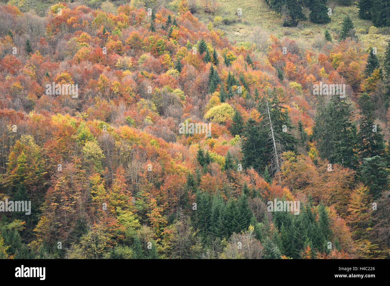 Tree Tops, Bird's-eye, comune abeti rossi, Picea abies, rame faggi, Fagus sylvatica, i colori autunnali, autunno Foto Stock