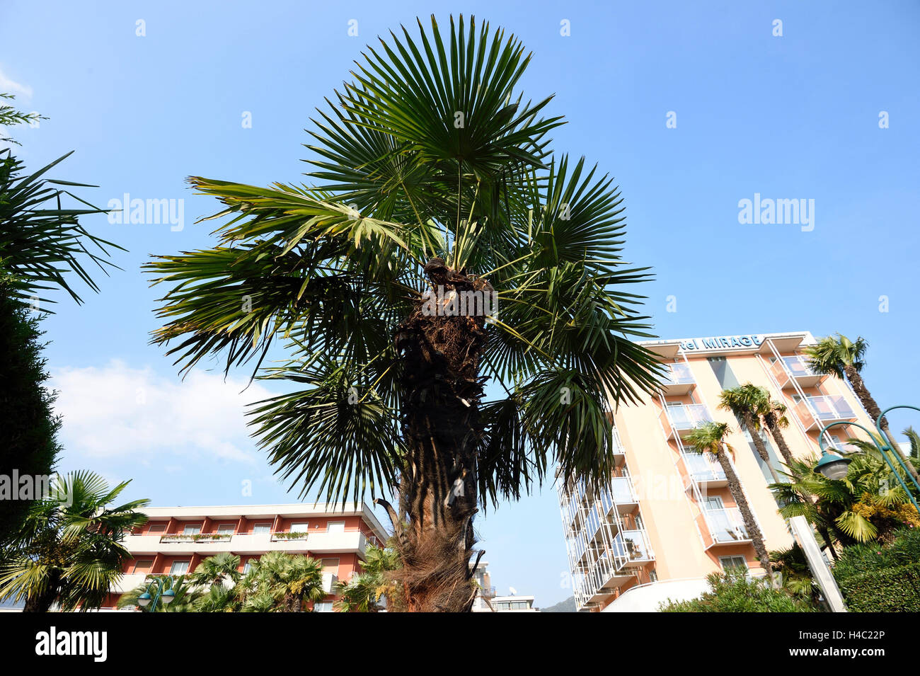 Chusan palm, trachycarpus fortunei Foto Stock