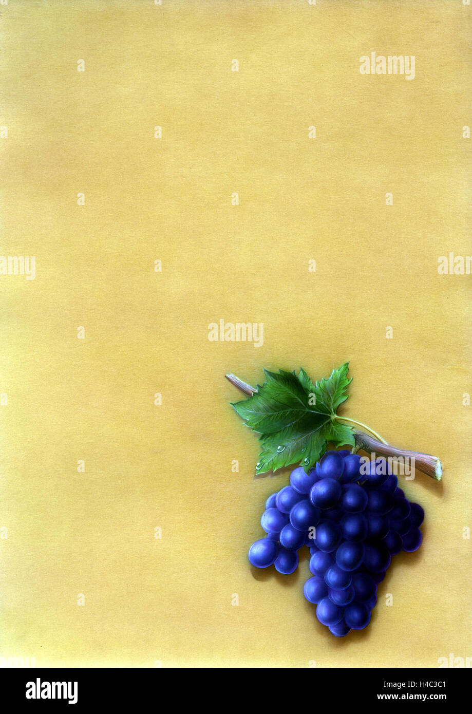 Uva blu in vigna con foglie di vite Foto Stock