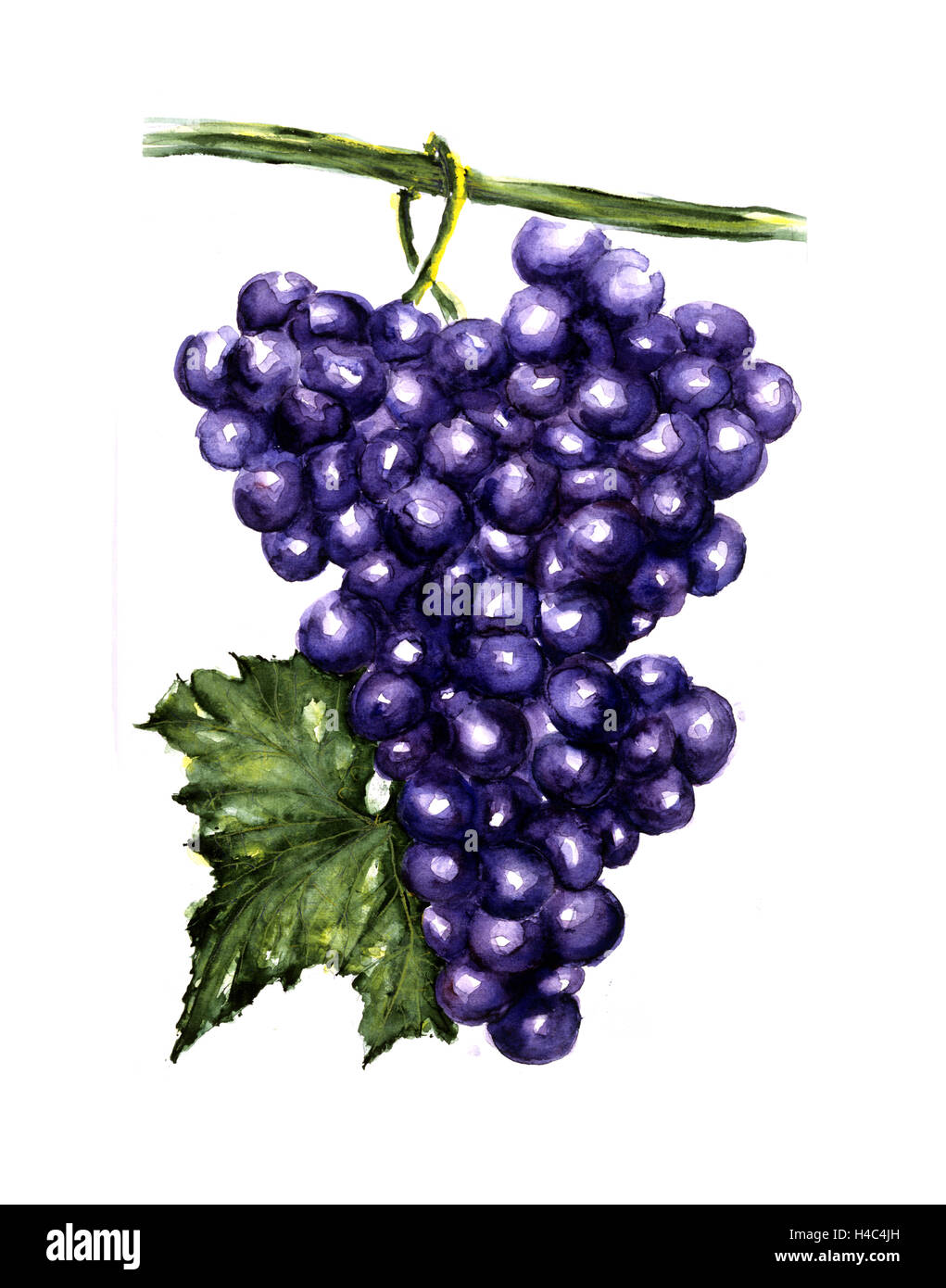 Ombrella uva in vigna con foglie di vino Foto Stock