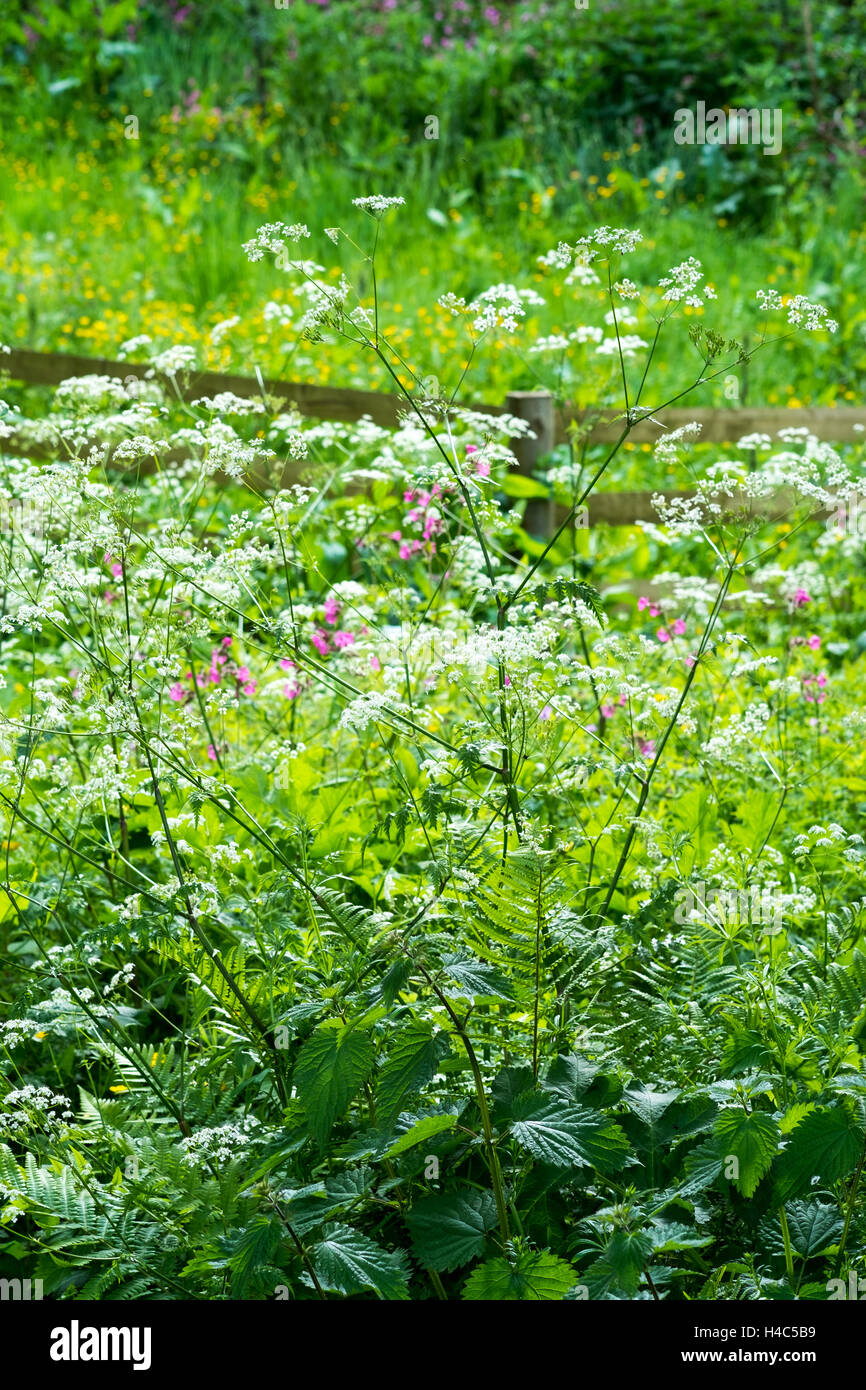 Mucca Prezzemolo, Anthriscus sylvestris nella siepe Foto Stock