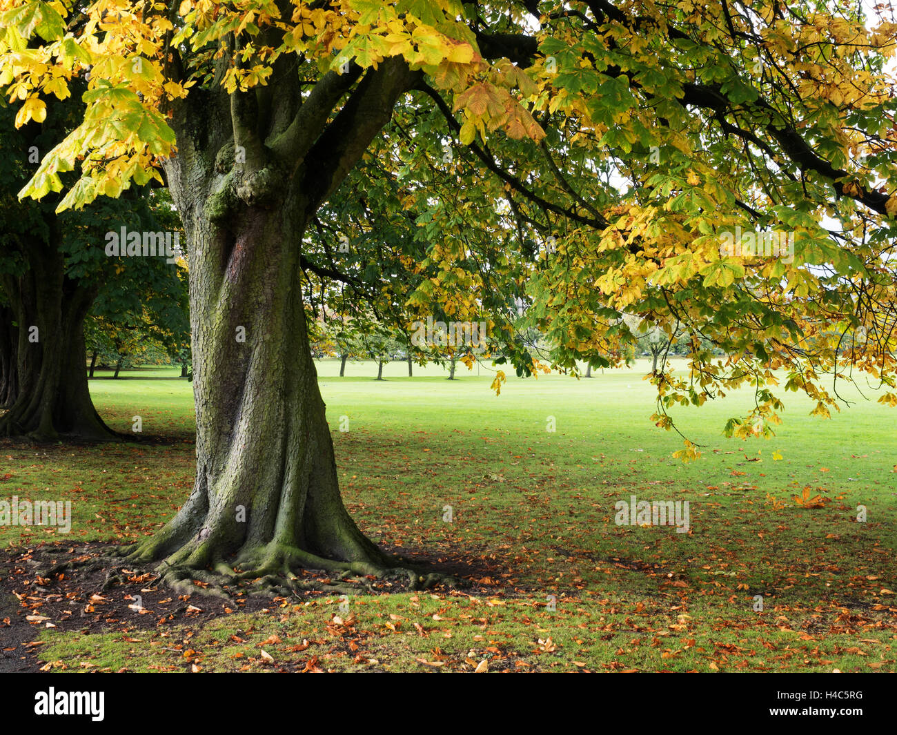 Autumn Tree sul parassita a Harrogate Yorkshire Inghilterra Foto Stock