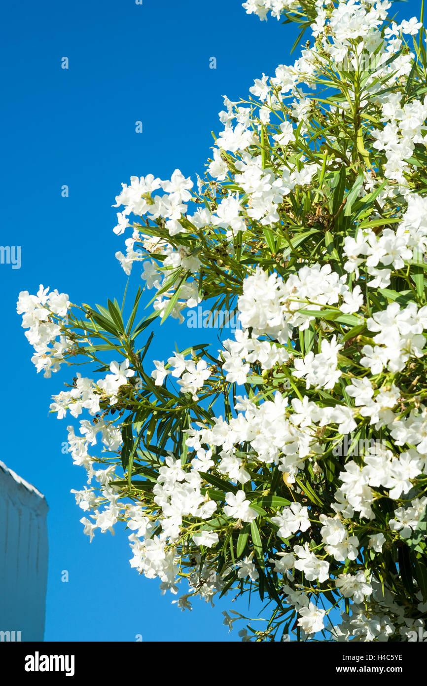 Nerium oleander (Oleandro) fiore Foto Stock