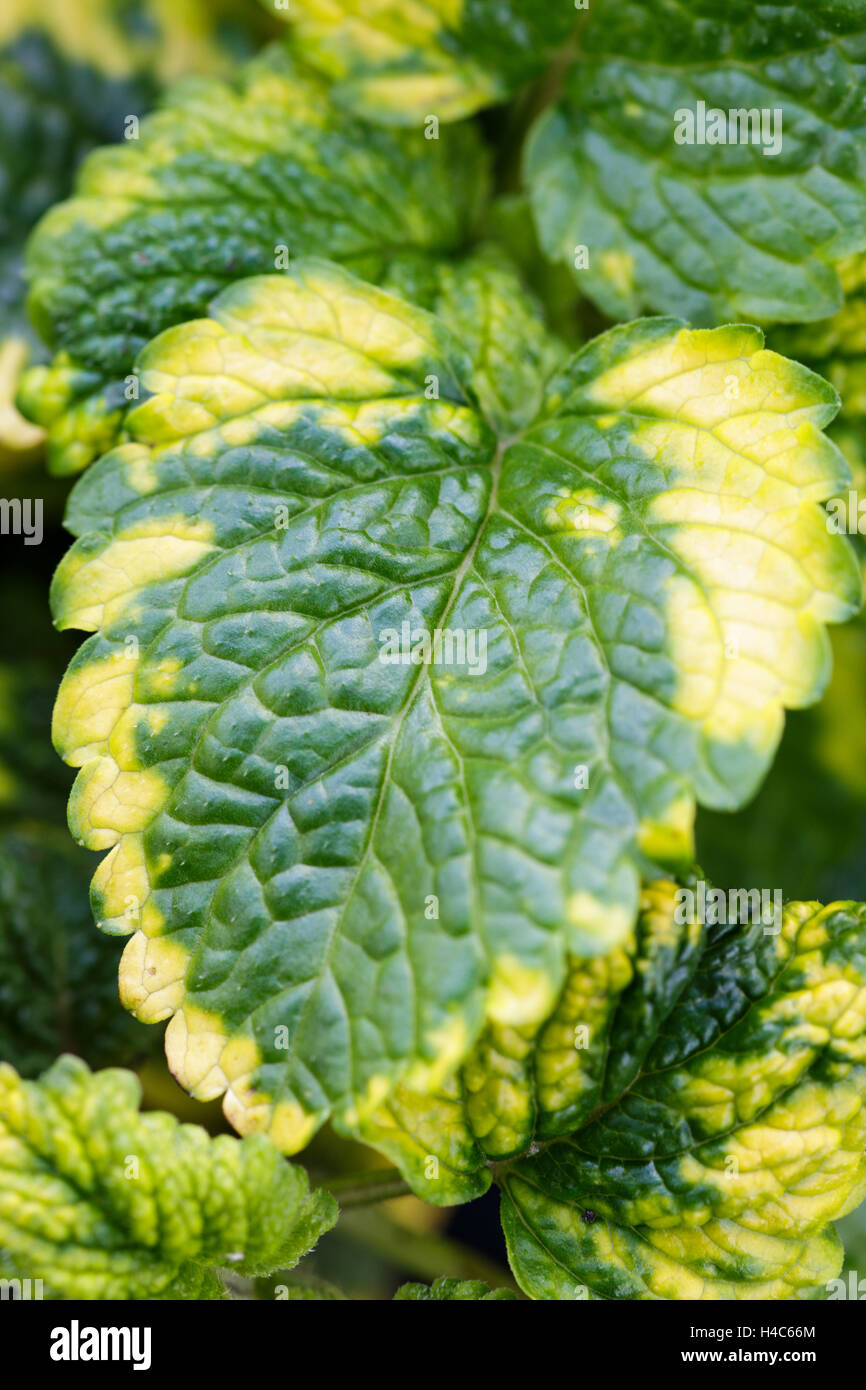 Melissa officinalis 'aurea' - variegata di Melissa Foto Stock