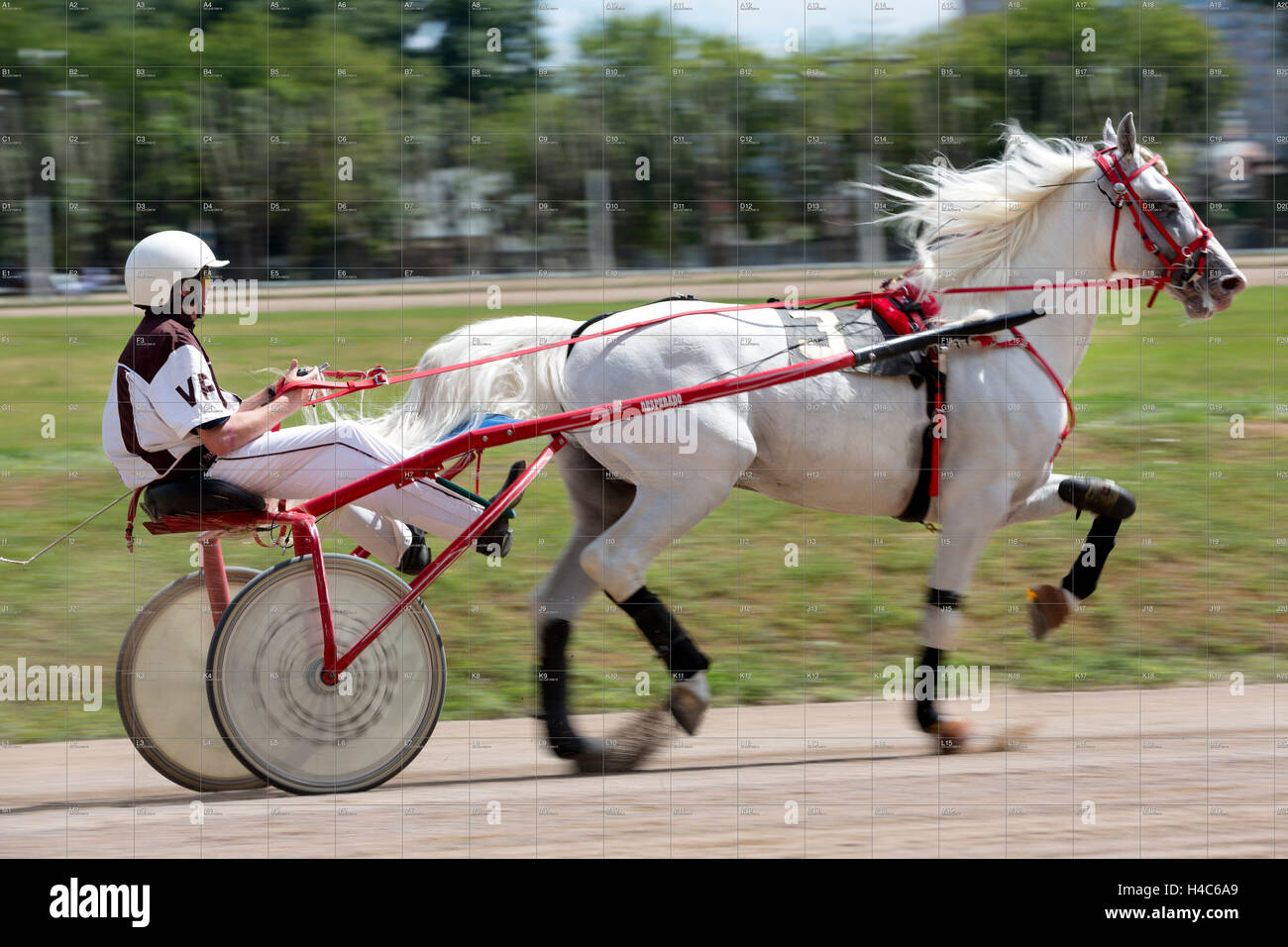 Un trotto cavallo di razza dedicato all ippodromo di Mosca Russia