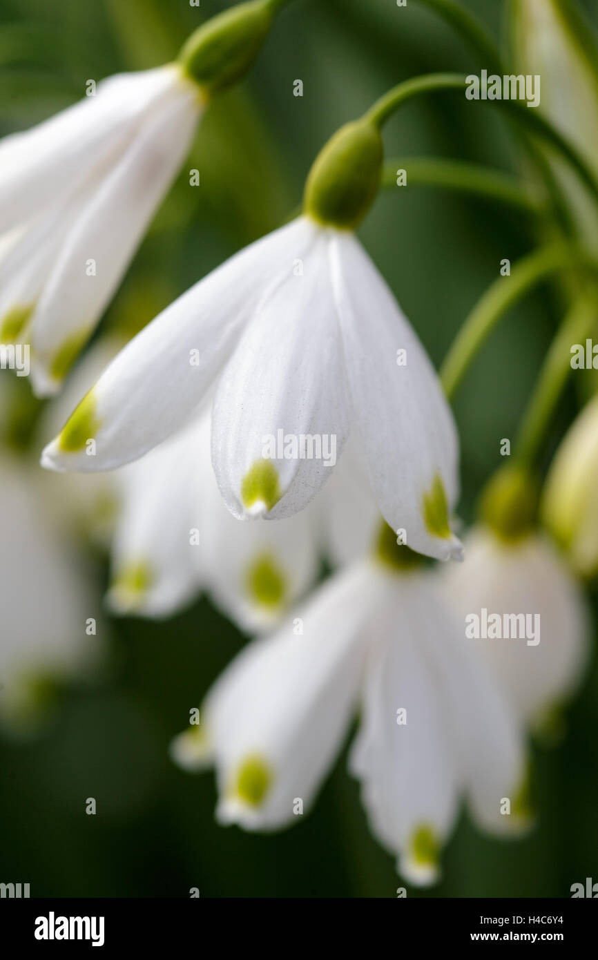 Leucojum aestivum Foto Stock