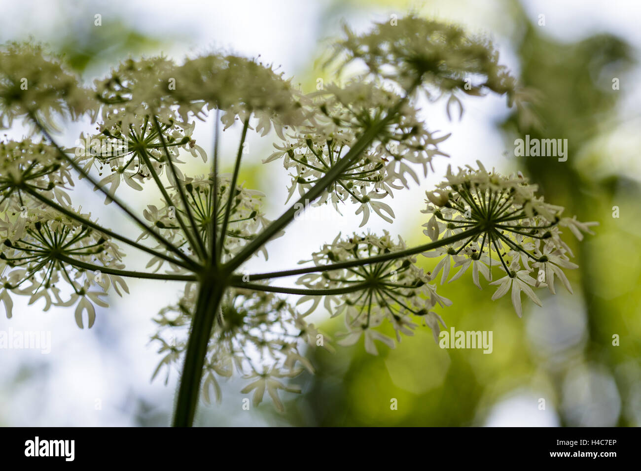 Heracleum sphondylium, nomi comuni hogweed, hogweed comune o vacca pastinaca Foto Stock