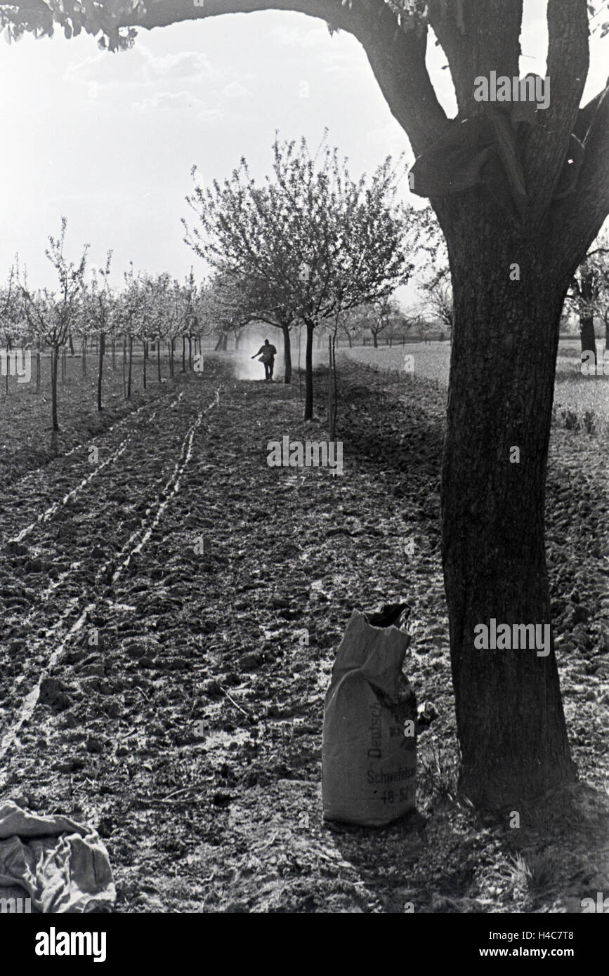 Ein rheinischer Bauer bei der Arbeit, Deutsches Reich 1930er Jahre. Un agricoltore renano lavorando, Germania 1930 Foto Stock