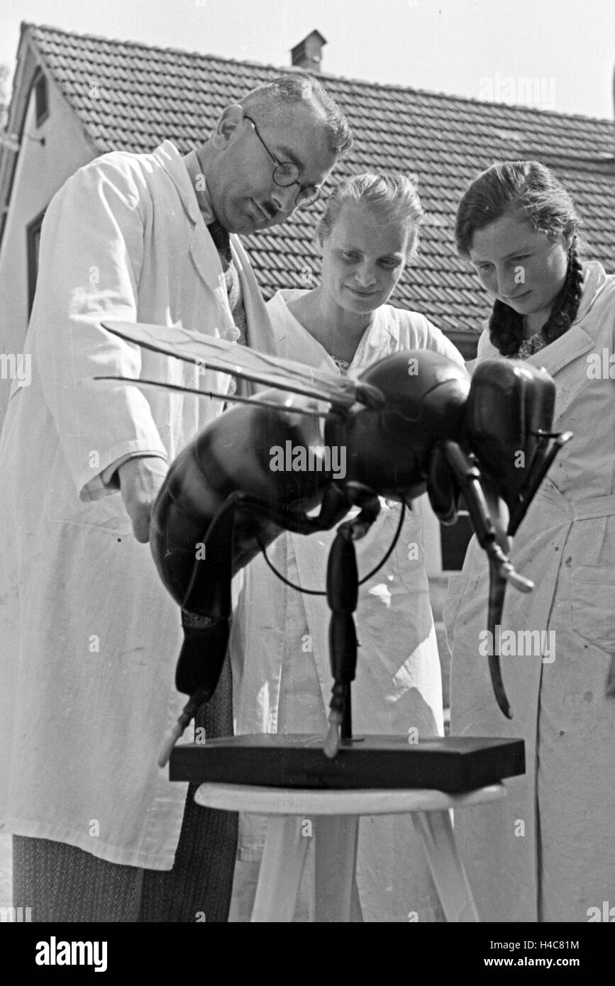 Gewinnung von Bienengift bei der Pharmafirma Mack in Illertissen, anhand eines Bienenmodells wird der Giftkanal gezeigt, Deutschland 1930er Jahre. Estrazione del veleno di ape a Mack pharmceutical azienda a Illertissen, il veleno premistoppa è mostrato su un modello di ape, Germania 1930 Foto Stock