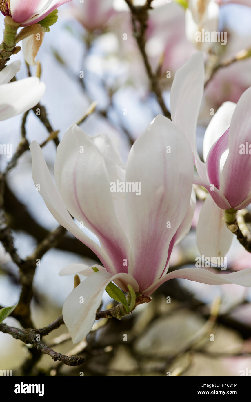 Magnolia soulangeana x Foto Stock