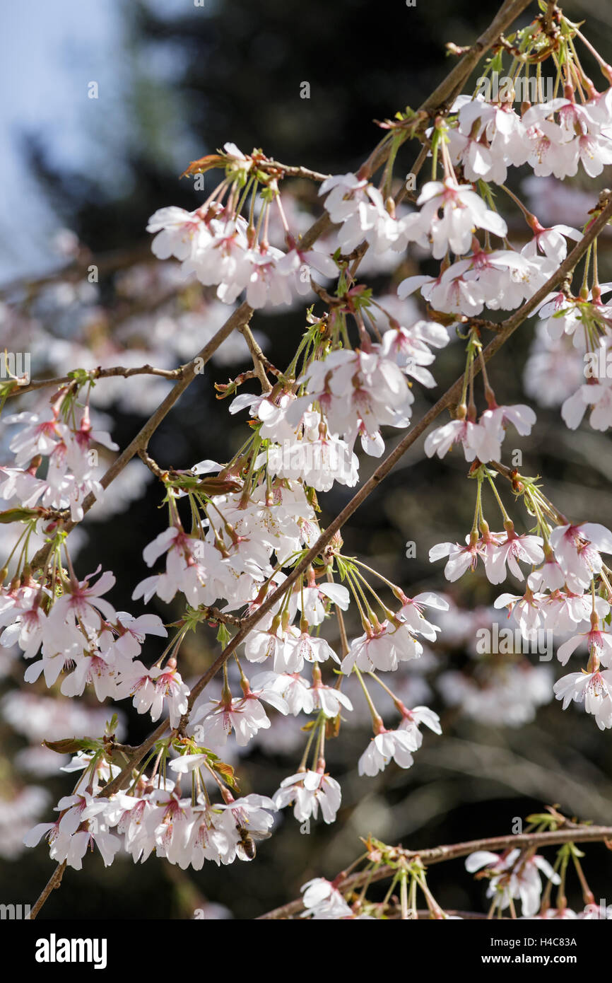 X Prunus yedoensis 'Ivensii' Foto Stock