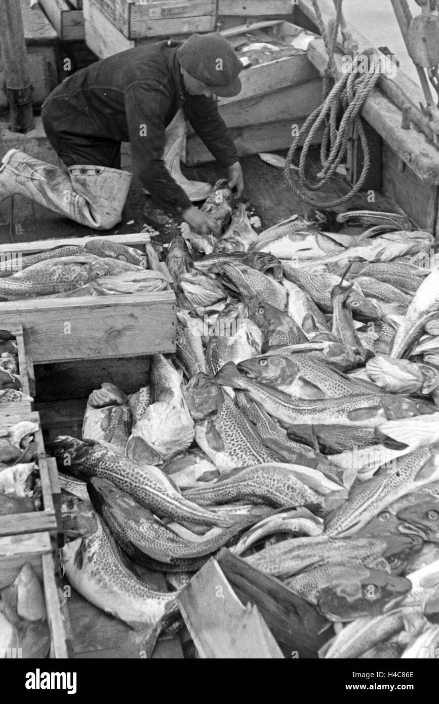 Hochseefischer mit frischem Fang, Deutschland 1930er Jahre. Deep sea fisherman con pesci, Germania 1930 Foto Stock