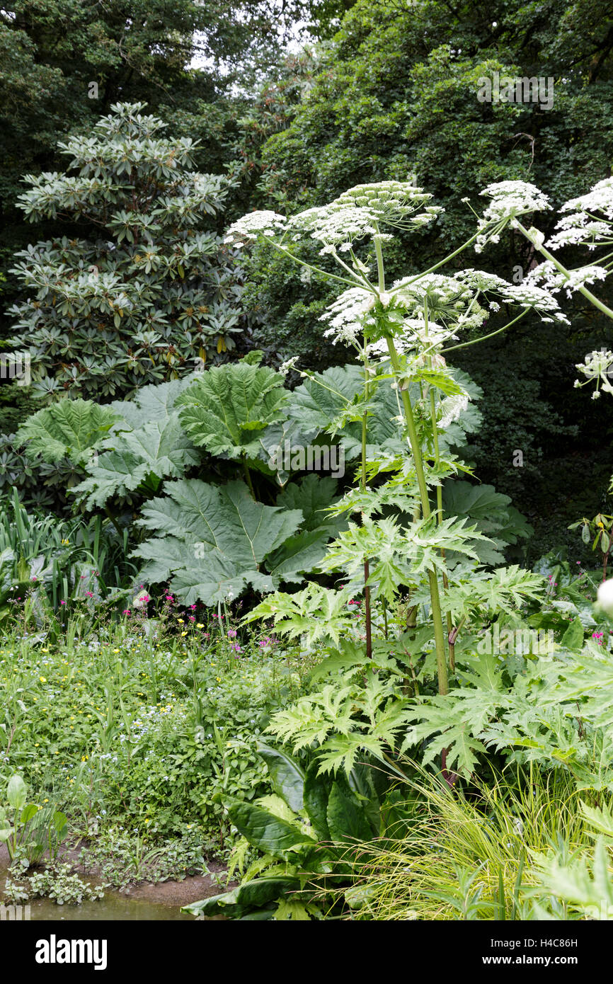 Heracleum mantegazzianum (giant hogweed, appoggiate-fiore, mucca gigante pastinaca, hogsbane o gigante mucca prezzemolo) Foto Stock